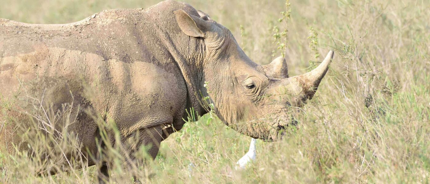 A day of safari in Nairobi National Park, July 2020