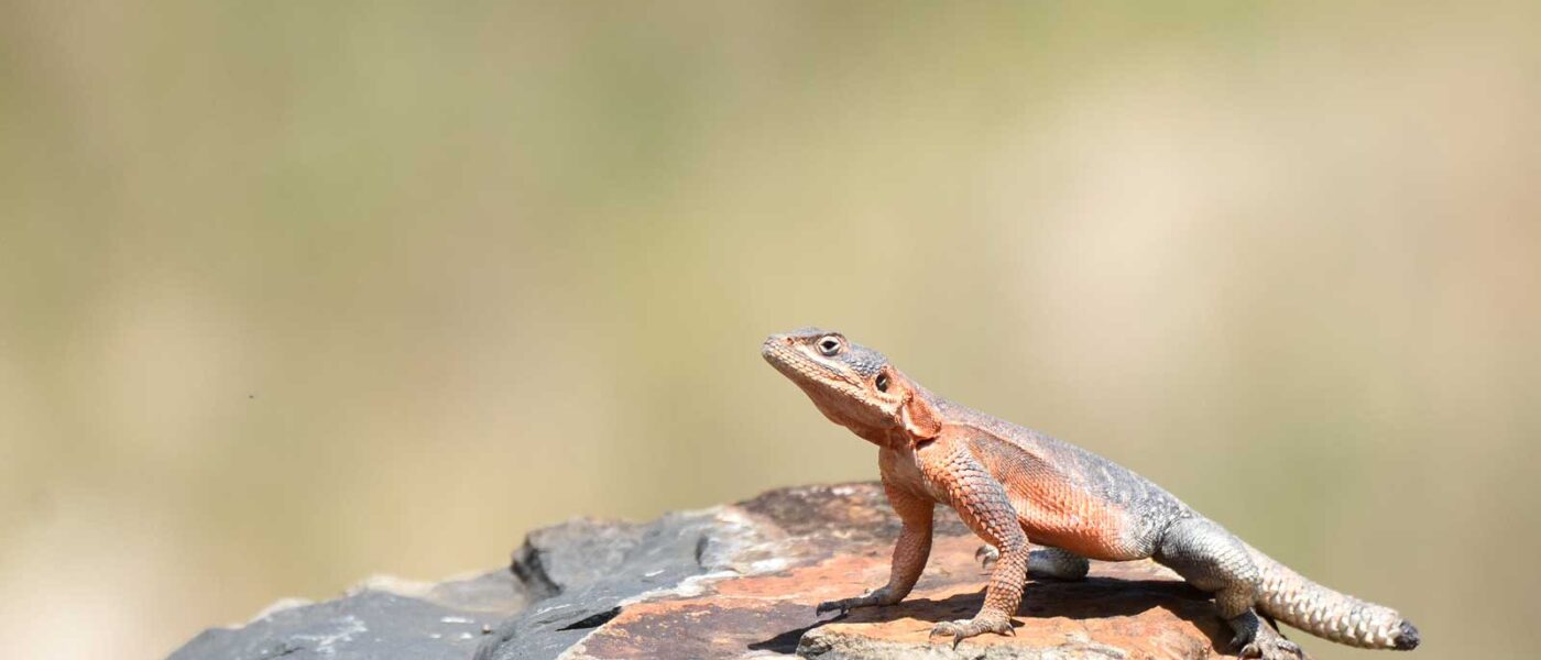 An introduction to the mammals and reptiles of El Karama Ranch and Conservancy